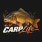 Carp Life - златисто-бронзов шаран с тръстики, кремав надпис CARP и меднооранжев Life на тъмен фон за визуализация